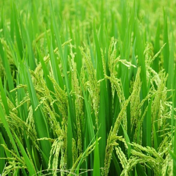 Amino Acid Chelated Ca Mg Organic Liquid L-Amino Acid For Plants