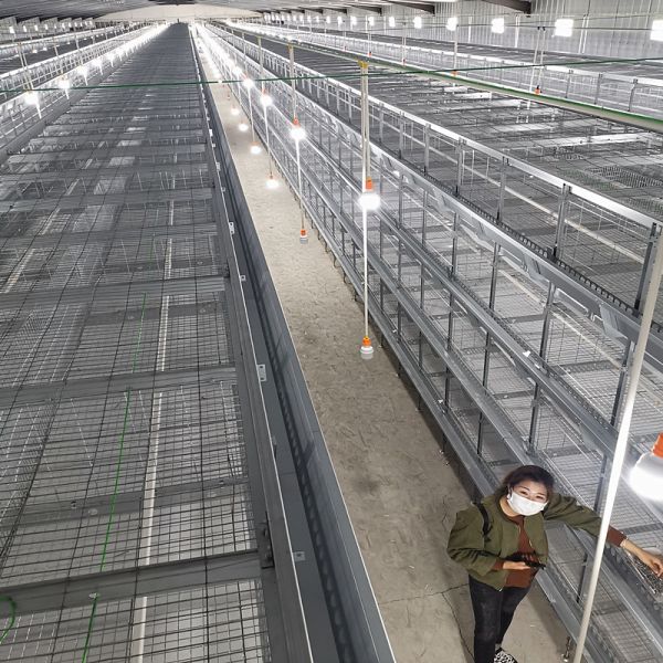 Buy Three Layers 60 Birds Baby Chick Cage Hot Dip Galvanized at wholesale prices