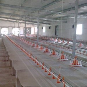 Pan Chicken Feeding Line 120L Bin Automatic Chicken Feeder