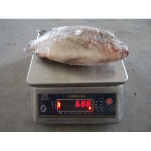 Quality High quality Frozen Gutted Scaled Tilapia whole round with competitive price for sale