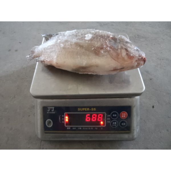 Buy wholesale frozen fish frozen tilapia frozen gutted and scaled tilapia at wholesale prices