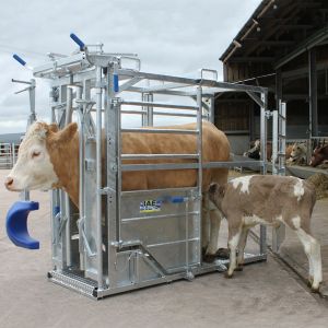 Economy Cattle Crush