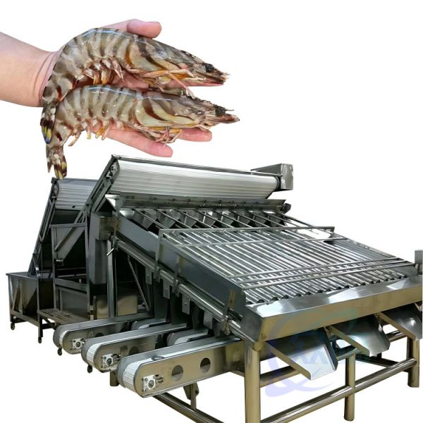 Seafood Shrimp Processing Classifier Automatic Fast Fish Shrimp Size Classifier