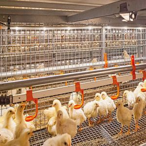 Q235B Galvanized Steel Poultry House with Bolted Connection