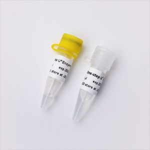 Quality Dszonase Endonuclease Omnipotent Nuclease for sale