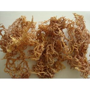 High quality fucoxanthin powder seaweed kelp extract,Natural Bladderwrack