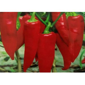 Mild Dried Yidu Chilies In Plastic Bag Vitamin C 200g
