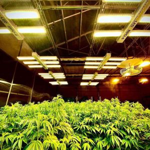 Fully Light Deprivation Greenhouse with Blackout Film and Customized Hot