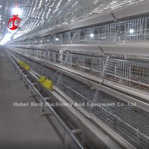Galvanized 120 Capacity Brooder Chicken Cage Rearing Day Old Layer Chicks Iris