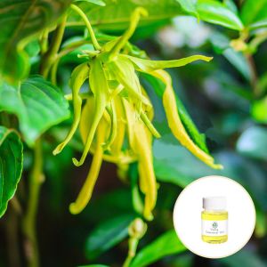 CAS 8006-81-3 Ylang Ylang Essential Oil