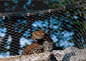 Quality High Durability Animal Enclosure Mesh Lightweight With Woven Type / Ferrule Type for sale