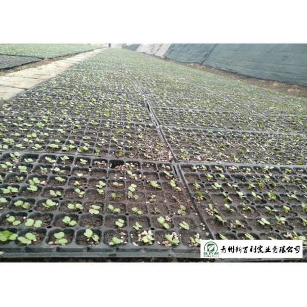 Clean Healthy Raw Green Cabbage , Small Round Cabbage No Pollution