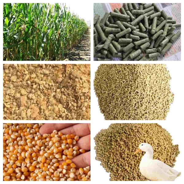 Cow Hen Feed Making Machine Grain Alfalfa 4mm Poultry Feed Manufacturing Machine