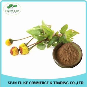 GMP Manufacturer Supplying High Quality Healthy for Hair Spilanthol 10:1 Acmella