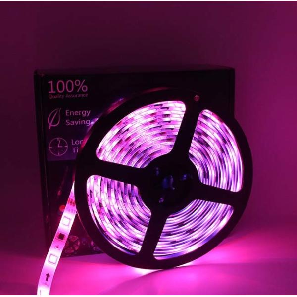 Buy 2A 36W 5m IP65 12V LED Strip Lights Waterproof at wholesale prices