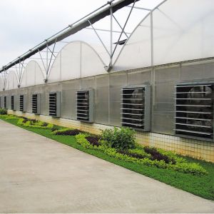 Multi Span Agricultural / Commercial Hydrophonic Greenhouse Easily Installed