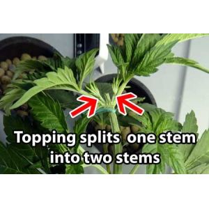 Full Spectrum 240W QB288 Led Quantum Board