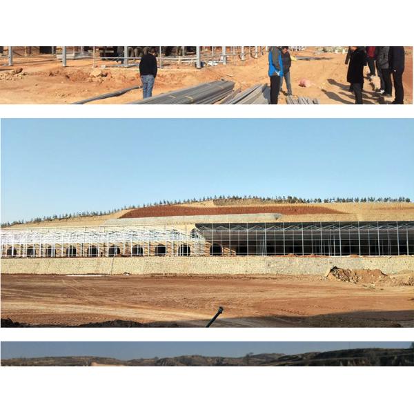 Good Light Permeability Essential for Venlo Glass Greenhouse in Agricultural Industry