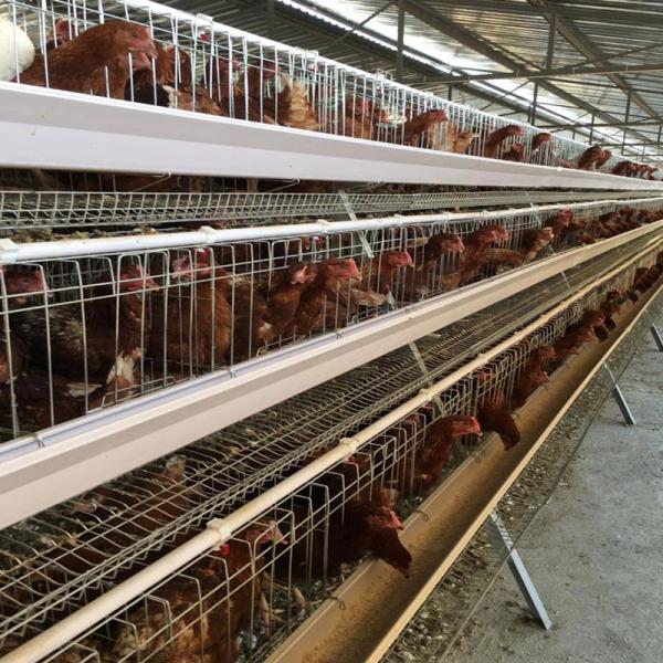 Buy 3 Tier Layer Egg Chicken Cage at wholesale prices