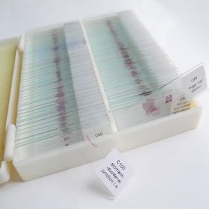 100pcs Plastic Box Oem Zoology Microscope Slides Premade
