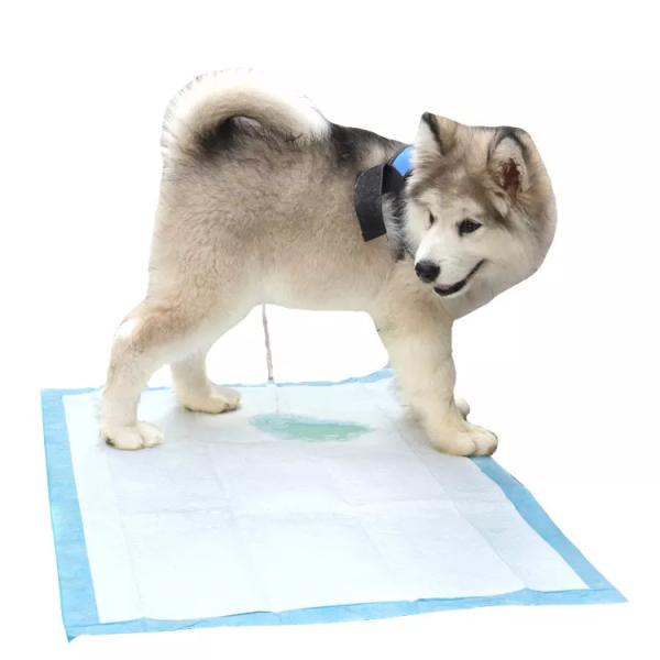 Buy Pet Potty Training Pads For Dogs Disposable Pet Urinal Pad with Dry Surface Absorbency at wholesale prices