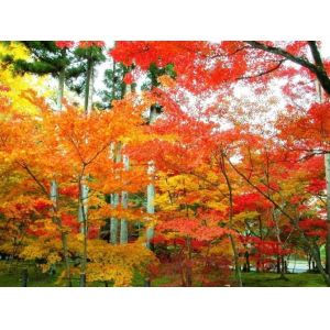 cute quaint custom design china 3D advertising lenticular picture customized