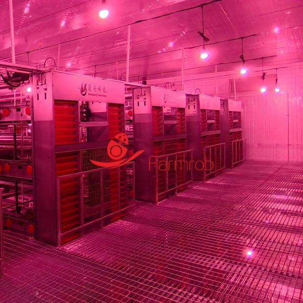 Buy 80000 Layer Chicken Cage System for Improved Rearing Conditions at wholesale prices