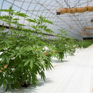 100% Shade Net Tunnel Agriculture Black Film Light Deprivation Greenhouse