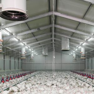 Q235B Galvanized Steel Poultry House with Bolted Connection