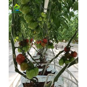 Agricultural Greenhouses NFT Soilless Hydroponic System For Tropical Desert
