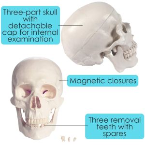 Studying PVC 21cm 1kg Human Skull Anatomy Model