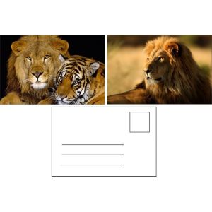 Flip Effect 3D Lenticular Postcard Cute Puppies and Kittens Design