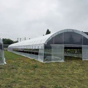 China Custom Blackout Light Deprivation Greenhouse with Automated Shading System for Mushroom on sale