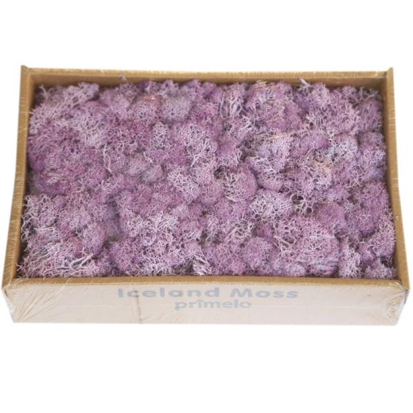 Soft Touch Preserved Moss Real Fresh Moss For Wall Decoration