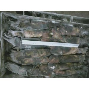 China 150+G BQF Frozen Black Squid ISO2200 / HACCP Standard on sale