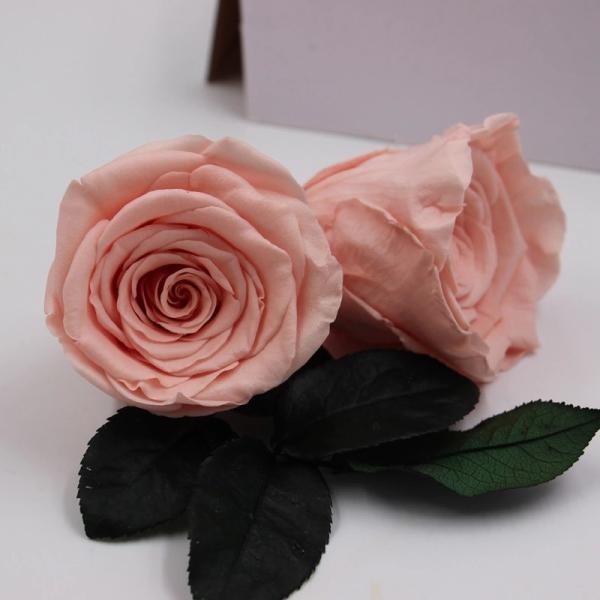 Wholesale real preserved rose head with fresh rose smell everlasting rose