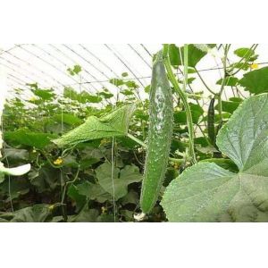 High Output Ratio Single Tunnel Greenhouse With Loading Ventilation Heating