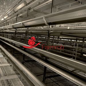 Sufficient Illumination Layer Chicken Cage System Growth Enhancement