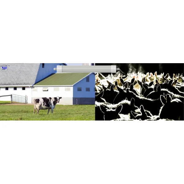 LED Tri-Proof Light Anti-Ammonia White Color Ik10 IP69K 0~10V Dim CCT Power Adjustable 170lm/W 1.6m for Diary Cow Sheep Farmyard Livestock