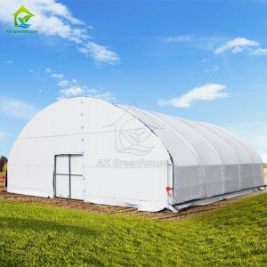 Single Span Commercial Polytunnel Plastic Film Greenhouse Farming