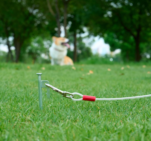 Tie Out Cable in use with a large dog showing secure attachment