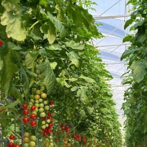 Venlo Multi Span Glass Greenhouse with Shipping Cost and Estimated Delivery Time
