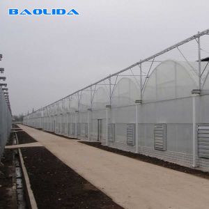 Turnkey Installed Commercial Hydroponic Plastic Film Greenhouses Multi Span