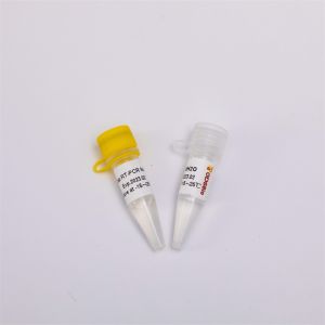 RNA Reverse Transcription And Endpoint PCR Kit One Step RT PCR Mix RP1001
