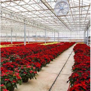 Arched Roof Construction Double-Arch Greenhouse for Tomato and Pepper in US