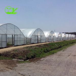Film Covered Agricultural Tunnel Greenhouse for Growing Vegetables Fruits and