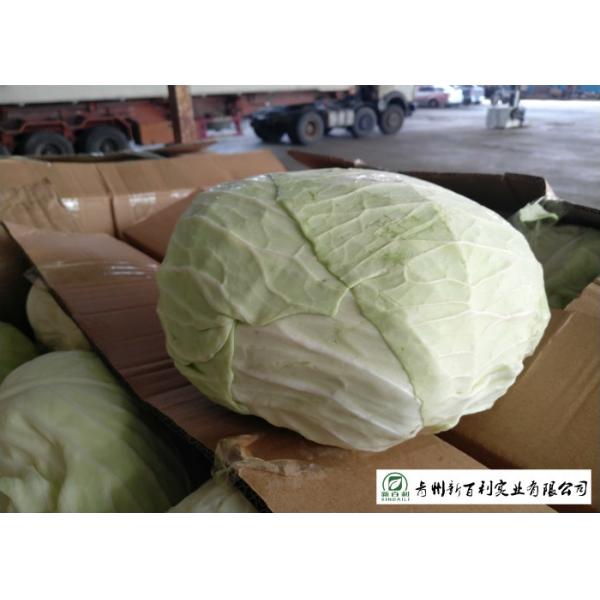Clean Healthy Fresh Green Cabbage Own Plantation Supply To Supermarket