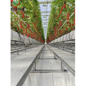 Customizable Size and Juxiang prime s Anti-Drip Fogging Structure for Seedlings