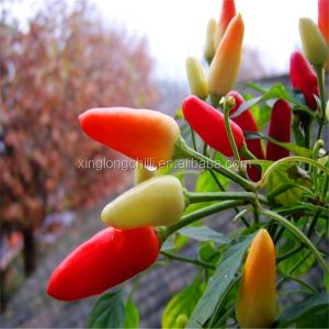 BRC 100g Fresh Tianjin Red Chilies Spicy Room Temperature