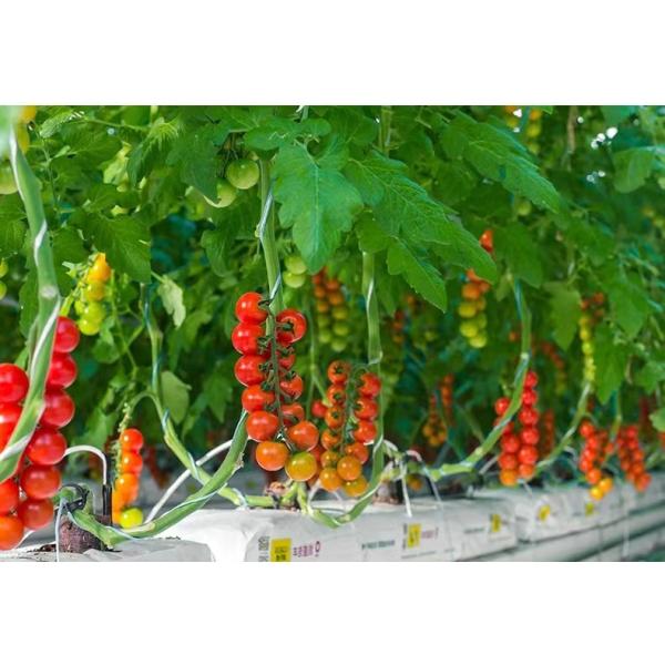 Buy Greenhouse Polypropylene Thread Packing 1800m/Roll 3000m/Roll PP Twine at wholesale prices